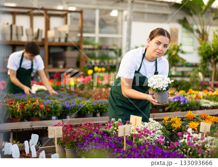 Young female florist offering potted blooming iberis in greenhouse Young female florist offering potted blooming iberis in greenhouse 133093666