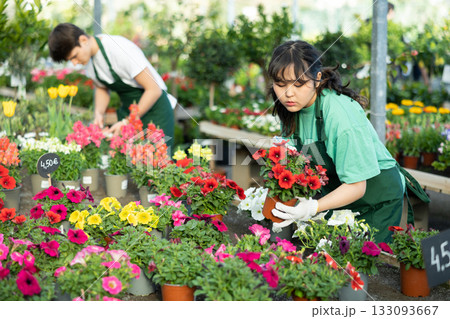 Skillful positive young Asian woman, botanist checking flower petals while holding pot with Petunia in glasshouse Skillful positive young Asian woman, botanist checking flower petals while holding pot with Petunia in glasshouse 133093667
