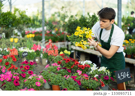 Young greenhouse worker preparing potted petunia for sale Young greenhouse worker preparing potted petunia for sale 133093711