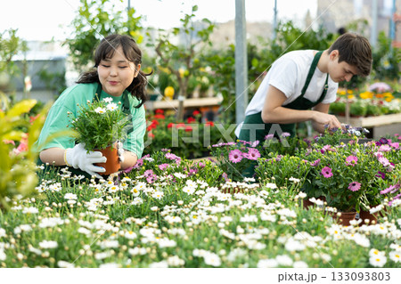 Young Asian florist girl arranging pots with marguerites daisy in greenhouse 133093803