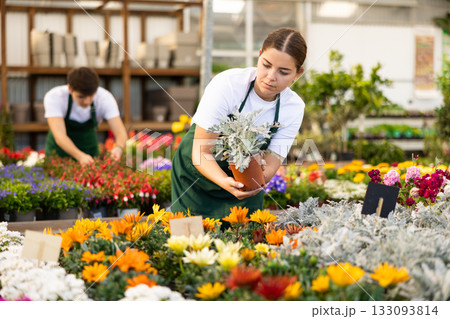 flower supermarket vendor examines shelf of Cineraria to detect problematic plants 133093814