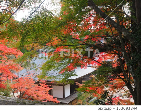高雄神護寺の秋景 133093844