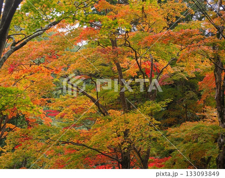 高雄神護寺の秋景 133093849