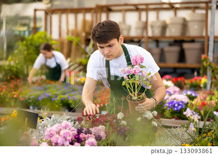Skilled serious young male florist caring about potted Mathiola Incana flowers in greenhouse Skilled serious young male florist caring about potted Mathiola Incana flowers in greenhouse 133093861