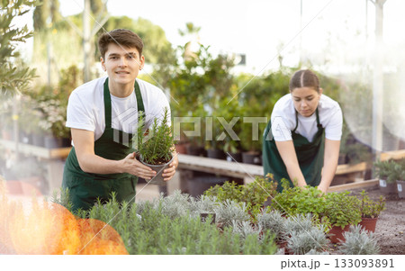 Young floriculturist showing potted green rosemary in greenhouse Young floriculturist showing potted green rosemary in greenhouse 133093891