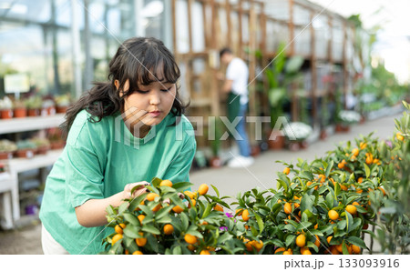 before buying,young girl examines fruits on citrus bush and wants to choose most ripe kumquats before buying,young girl examines fruits on citrus bush and wants to choose most ripe kumquats 133093916