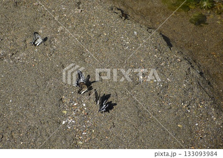川の砂場で集団吸水するアゲハチョウ 133093984