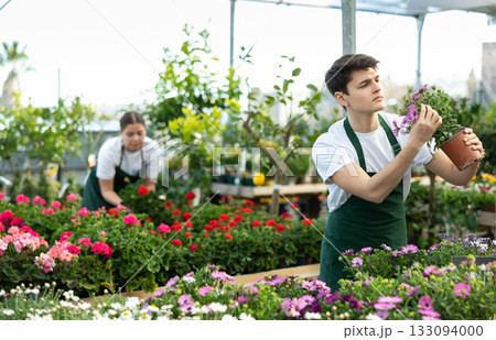 Young florist checking potted African daisy in greenhouse Young florist checking potted African daisy in greenhouse 133094000