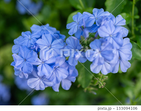 Plumbago auriculata (Cape Leadwort) flowers blooming in the garden. Plumbago is used traditionally to treat warts, broken bones and wounds. 133094106