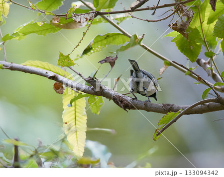 餌を探すシジュウカラ 133094342