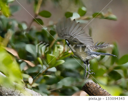 木の枝から飛び立つシジュウカラ 133094343