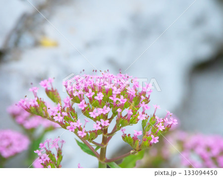 ジブラルタル　ザ・ロックに咲いていた花 133094450