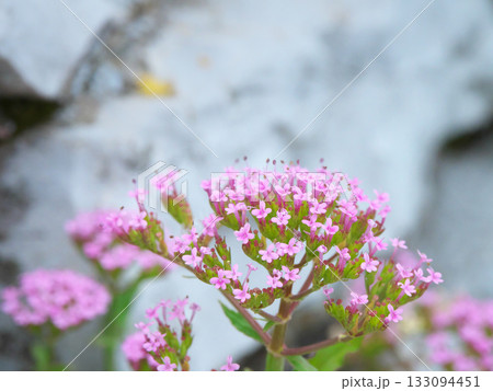 ジブラルタル　ザ・ロックに咲いていた花 133094451