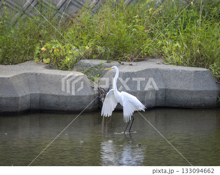 羽を広げて川に立つダイサギ 133094662