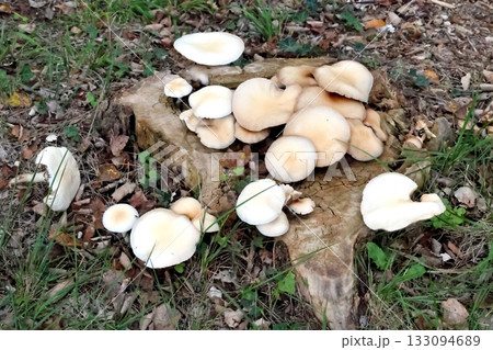 Champignons sur souche 133094689
