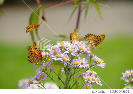 シオンの花とツマグロヒョウモンの雄の群れ 133094691