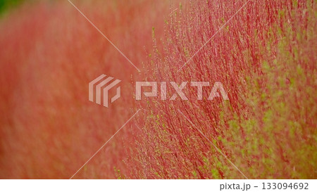 紅葉が始まったコキアの葉のクローズアップ素材 紅葉が始まったコキアの葉のクローズアップ素材 133094692