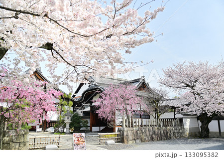 京都 妙顕寺の春 2024 京都 妙顕寺の春 2024 133095382