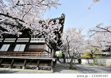 京都 妙顕寺の春 2024 京都 妙顕寺の春 2024 133095387