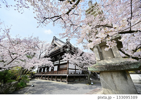 京都 妙顕寺の春 2024 京都 妙顕寺の春 2024 133095389