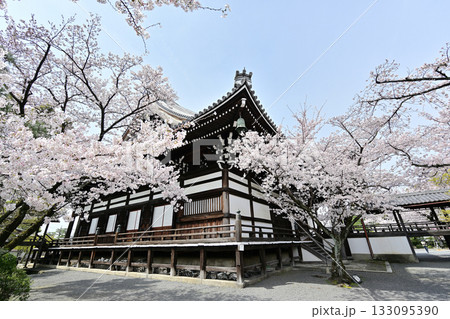 京都 妙顕寺の春 2024 京都 妙顕寺の春 2024 133095390