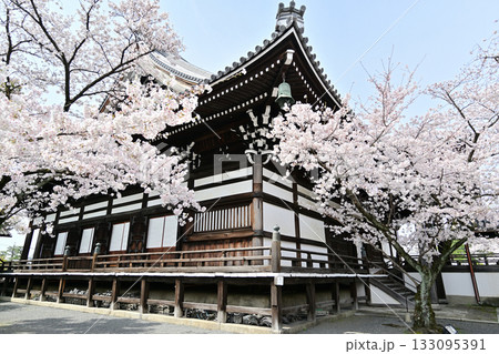 京都　妙顕寺の春　2024 133095391