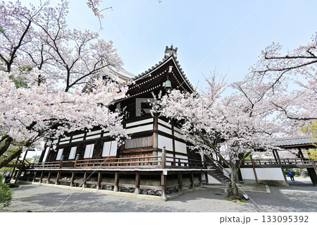 京都 妙顕寺の春 2024 京都 妙顕寺の春 2024 133095392