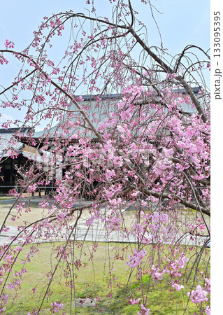 京都 妙顕寺の春 2024 京都 妙顕寺の春 2024 133095395