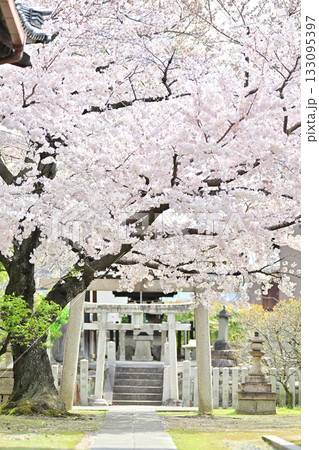 京都 妙顕寺の春 2024 京都 妙顕寺の春 2024 133095397