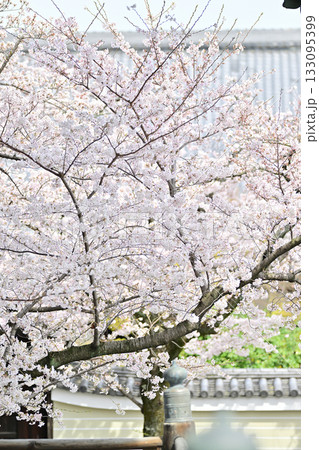 京都 妙顕寺の春 2024 京都 妙顕寺の春 2024 133095399