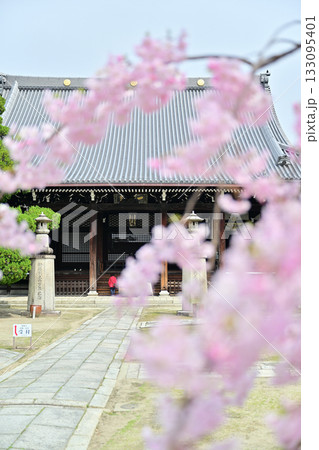 京都 妙顕寺の春 2024 京都 妙顕寺の春 2024 133095401