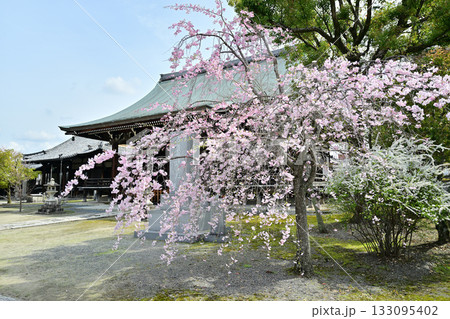 京都 妙顕寺の春 2024 京都 妙顕寺の春 2024 133095402