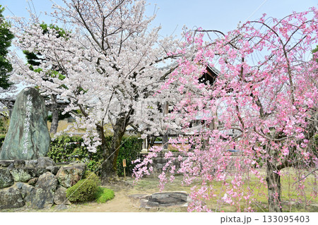 京都 妙顕寺の春 2024 京都 妙顕寺の春 2024 133095403