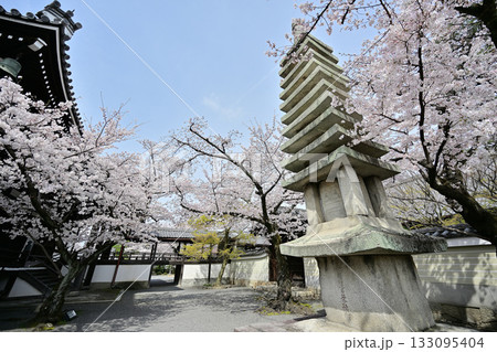 京都 妙顕寺の春 2024 京都 妙顕寺の春 2024 133095404
