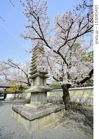 京都 妙顕寺の春 2024 京都 妙顕寺の春 2024 133095405