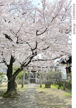 京都 妙顕寺の春 2024 京都 妙顕寺の春 2024 133095410