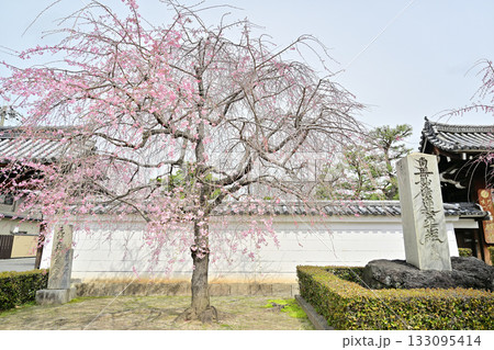 京都　妙顕寺の春　2024 133095414