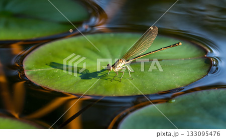 Delicate damselfly resting gracefully on a vibrant green lily pad in a tranquil pond reflecting 133095476