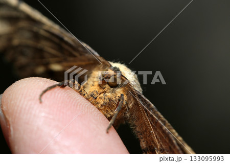 指にとまったオオノコメエダシャク蛾の雄（自然環境下昆虫ストロボマクロ撮影） 133095993
