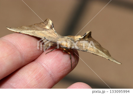 手にとまったオオノコメエダシャク蛾の雄(自然環境下昆虫ストロボマクロ撮影) 手にとまったオオノコメエダシャク蛾の雄(自然環境下昆虫ストロボマクロ撮影) 133095994