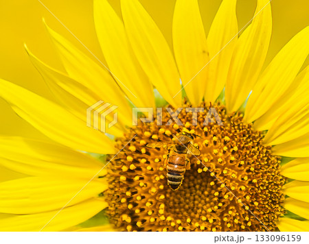ひまわりの蜜を吸うミツバチ ひまわりの蜜を吸うミツバチ 133096159