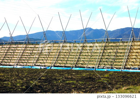 大根を天日干しする大根やぐらのある宮崎県の風景 133096621