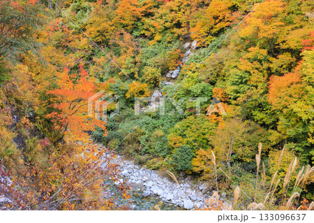 紅葉見頃な白山白川郷ホワイトロード(石川県) 紅葉見頃な白山白川郷ホワイトロード(石川県) 133096637