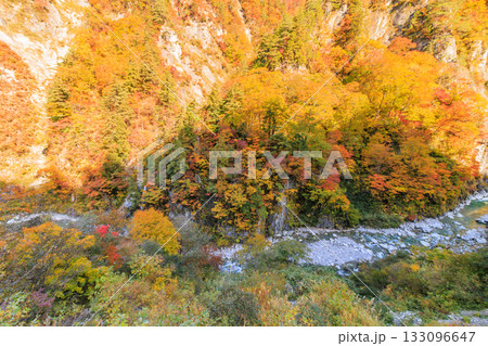 紅葉見頃な白山白川郷ホワイトロード(石川県) 紅葉見頃な白山白川郷ホワイトロード(石川県) 133096647