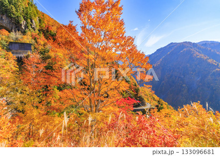 紅葉見頃な白山白川郷ホワイトロード(石川県) 紅葉見頃な白山白川郷ホワイトロード(石川県) 133096681