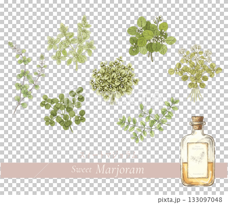 マジョラムの植物画・精油＆アロマ 133097048