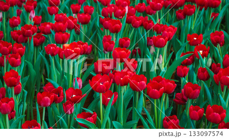 field of blooming red tulip flowers in garden in spring. Beautiful natural floral background field of blooming red tulip flowers in garden in spring. Beautiful natural floral background 133097574