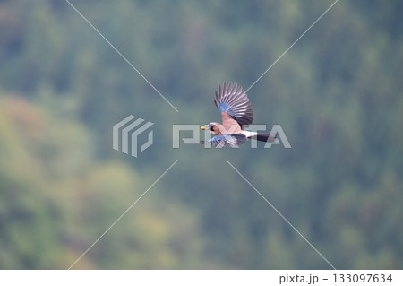 秋、ドングリをくわえて運ぶカケス02 133097634