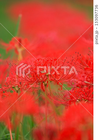 彼岸花(山口県山口市) 彼岸花(山口県山口市) 133097736