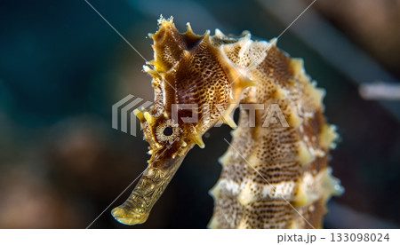 Elegant sea horse portrait with intricate details revealing underwater marine life and ocean Elegant sea horse portrait with intricate details revealing underwater marine life and ocean 133098024